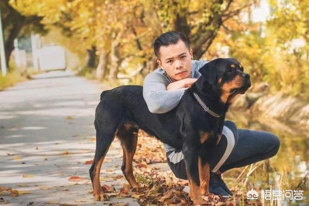 罗威纳咬人怎么办:福州一只罗威纳犬扑倒撕咬他人，狗主狠揍才松口, 你怎么看？