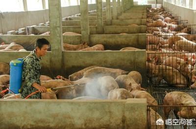 养猪巧用甘草粉比抗生素强百倍，如何把玉米秸秆发酵饲料喂猪