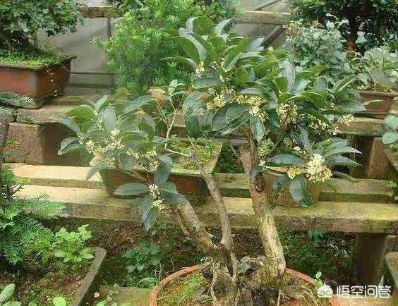 入秋了又到了金桂飘香的季节 如何使盆栽桂花多开花呢 头条问答