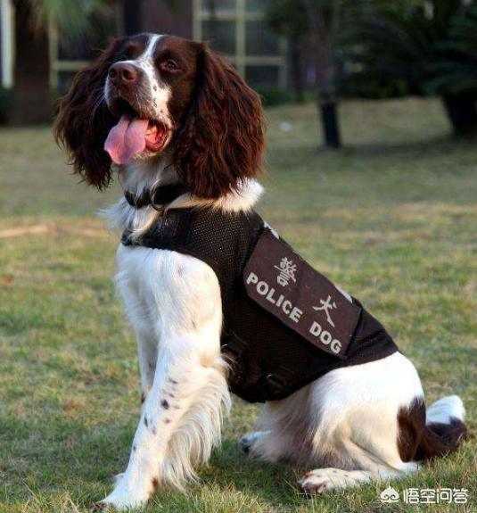 警犬品种:攻击警犬算不算袭警？有什么法律依据？