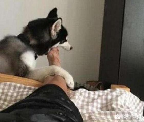 舔脚:狗为什么喜欢舔主人的脚？