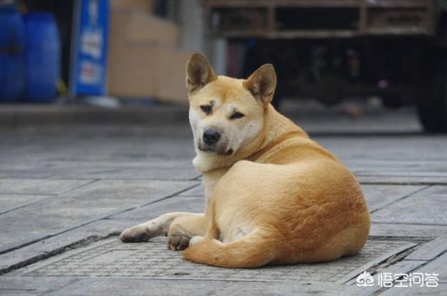 小土狗为啥会看家:为什么很多土狗能认家，有的宠物狗却容易走丢？