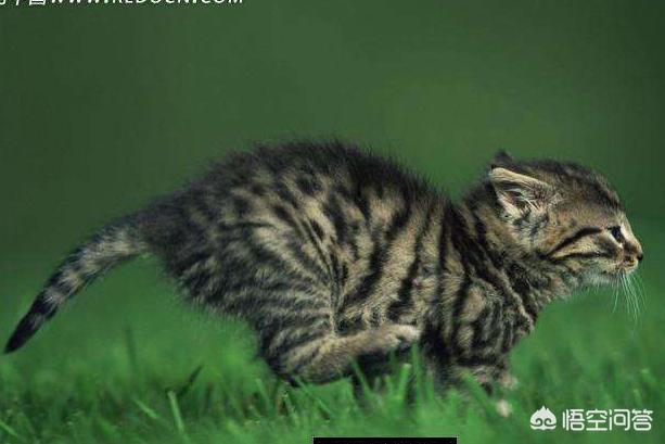 猫叔图片:#宠爱日# 你收养过流浪动物吗？你和它有什么故事？