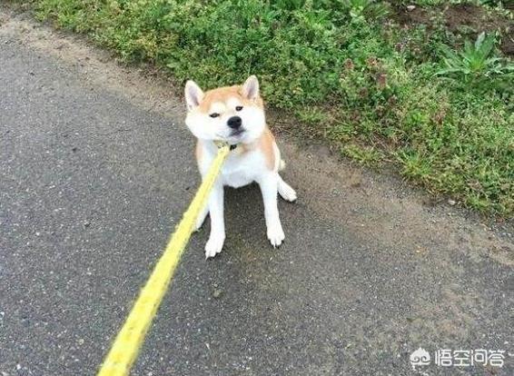 拖把狗:什么狗狗是比较难“上手”，一般新手都是不建议养的？