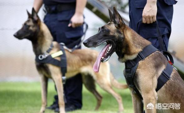 魏玛犬与维兹拉犬的比较:假设一个人养了五只猎犬，如果一只攻击主人，其他四只会如何？