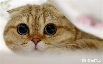 短毛波斯猫流黄眼泪:猫流眼泪是在哭吗？会有哪些原因呢？