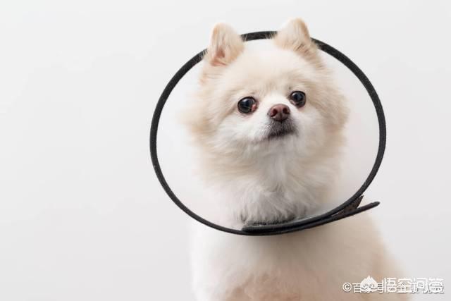 母博美犬的寿命:博美寿命短的特征有哪些？