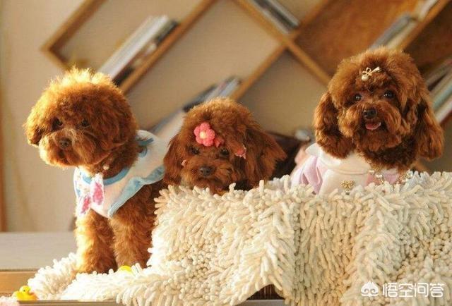 怎么训泰迪狗叫妈妈:你家泰迪犬把你当妈妈吗？怎么样可以看出来？