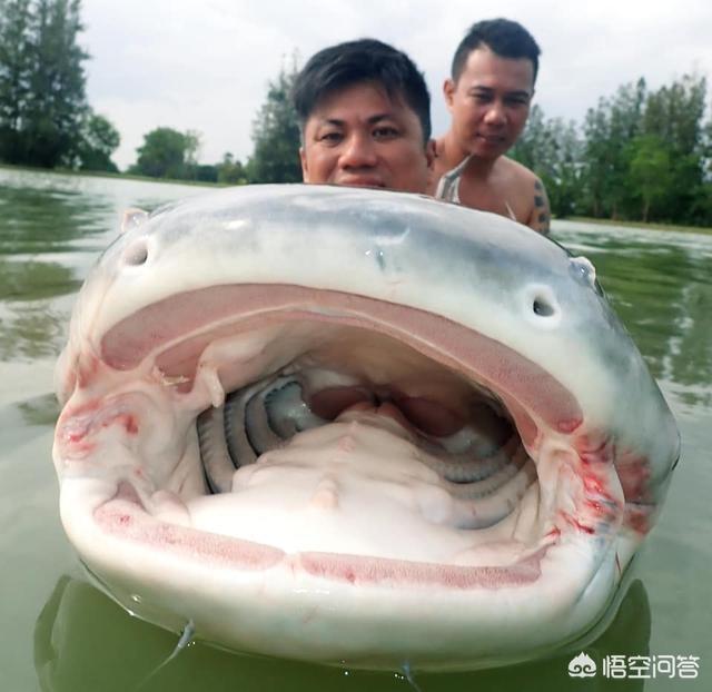 熊猫鱼直播间:渔民捕获