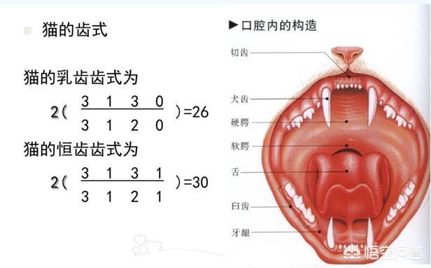 伟嘉妙鲜包猫咪的害处:怎样养好两个月的幼猫呢？