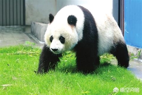 熊猫的特点:关于大熊猫的资料(外形特点，生活习性）？ 熊猫的特点作文