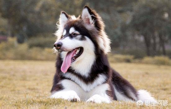 阿拉斯加犬性格脾气:阿拉斯加雪橇犬有什么优点缺点？