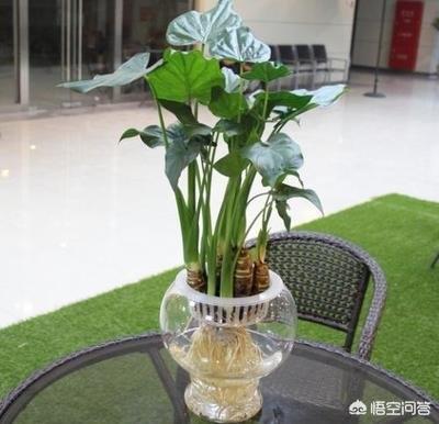水培滴水观音施肥方法:滴水观音好养吗？需要施肥吗？