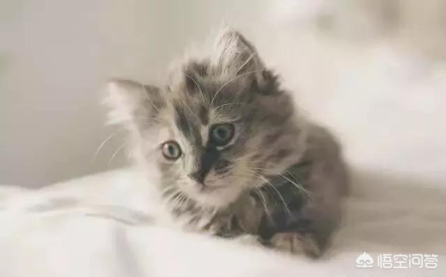 宠物猫名字大全可爱:新手妹子想养只猫，养什么品种的猫？