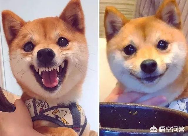 狗和狼的DNA一样吗？插图6