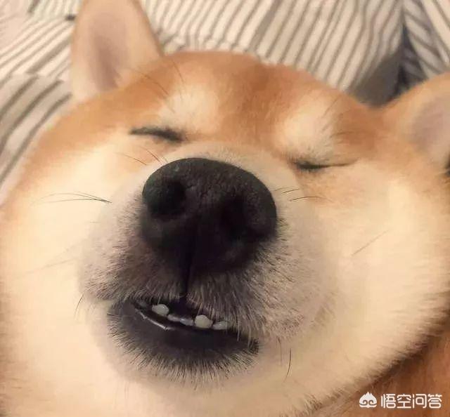 狗和狼的DNA一样吗？插图5