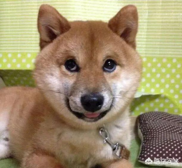 狗和狼的DNA一样吗？插图1