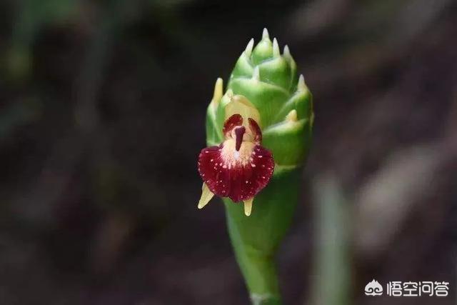 大姜开花是什么原因 伊壁鸠鲁的花园的回答 头条问答