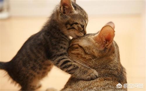 你们会花5000块钱买一只猫吗？
