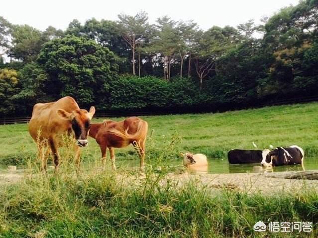 宠儿香尿石净:为了避免被吃掉，生物会不会进化得越来越难吃？