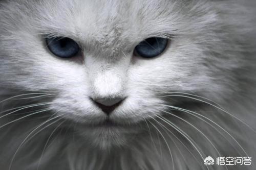 猫瞳孔颜色的代表:小奶猫的眼睛颜色 有关猫的眼睛冷知识有哪些？
