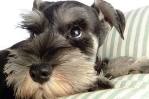 戈登雪达犬幼犬多少钱一只:斯塔福犬怎么样，幼犬价格多少钱？为什么？