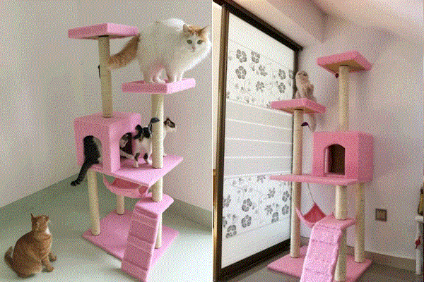 班卓 猫爬架:怎么自制猫爬架（挑选适合的猫爬架）？