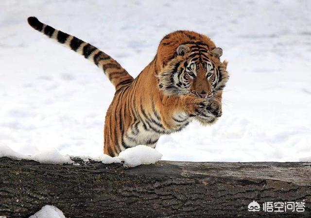 五只比特犬加五只藏獒一起上能咬死一只成年东北虎么?