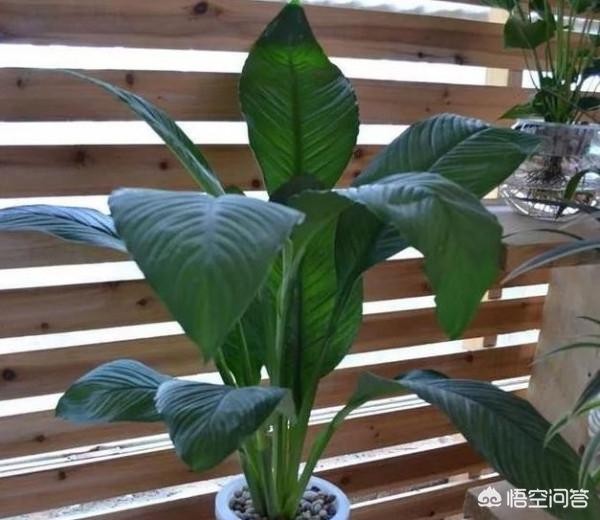 花叶万年青的作用:除甲醛十大有效排名植物，你知道吗？