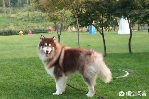 怎么分辨莱卡犬:纯种阿拉斯加犬辨别方法？