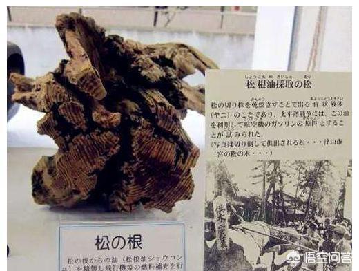 马来西亚壮阳树根，二战日本被逼到绝路上时为何出现了全国疯狂挖松树根的狂潮？