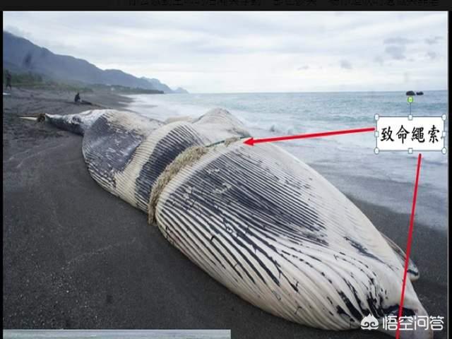 蛟龙号拍到的真实图片，科学家在南海首次发现鲸落，鲸落是什么具有怎样的价值