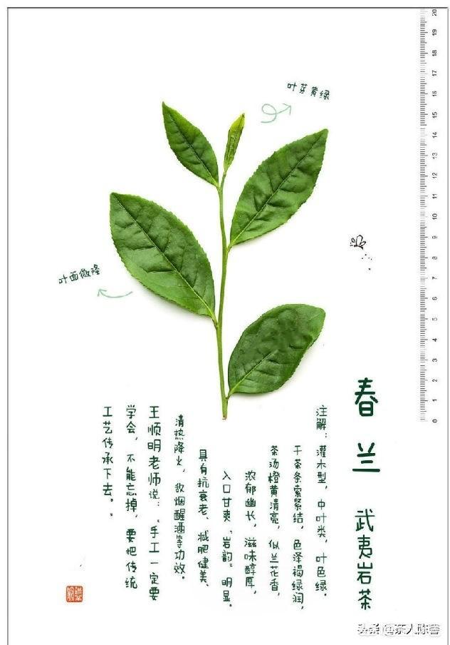 武夷岩茶最让你怀念的是什么茶？有什么特色？