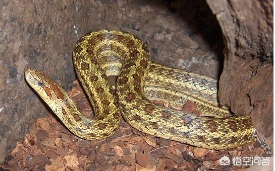 双斑锦蛇有毒没:朋友们山东地区都有哪些毒蛇？