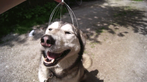 赛维洛犬菌清哪里有卖:狗狗手术后吃什么药能止疼？