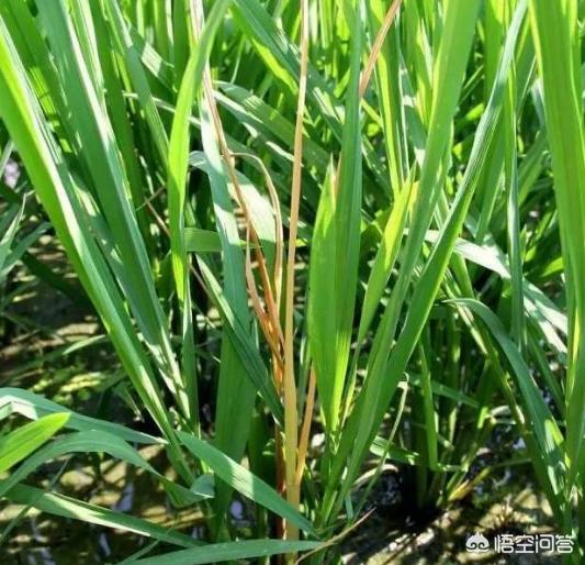 干枯病是螟虫在作怪吗，家中的水稻出现枯萎情况，请问是稻瘟吗