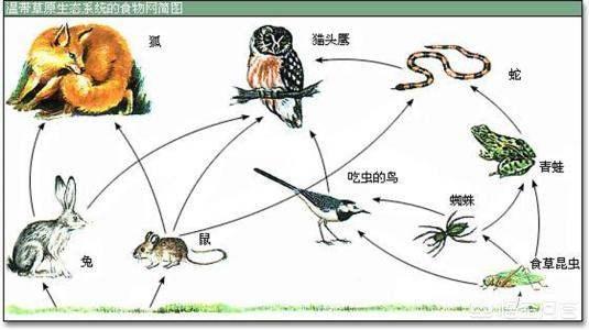 渡渡鸟标本图片，人类如果强行灭绝地球上的一个物种，会引起什么后果