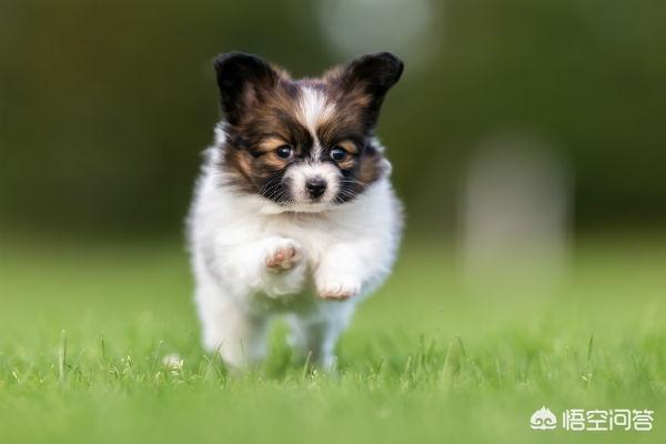 京巴狗:养京巴犬或蝴蝶犬哪个好？