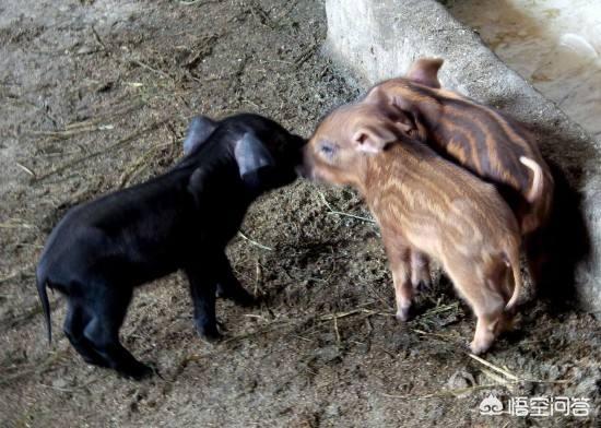 云南一母猪产下8名男婴:个别母猪为什么把它自己生下小猪吃掉怎样防止