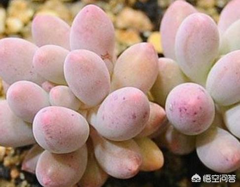 多肉植物翡翠景天小苗:婴儿手指多肉怎么安全度过夏天？