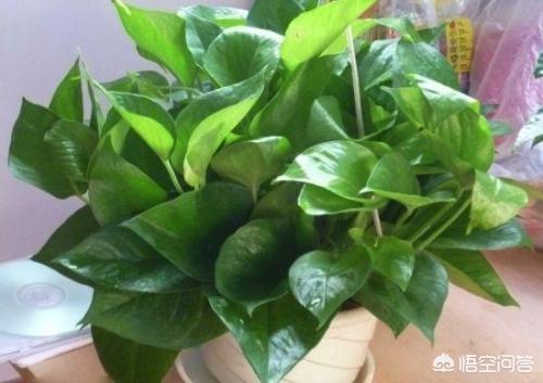 家里养绿萝吉利不吉利,在家里养绿萝，需要注意什么？