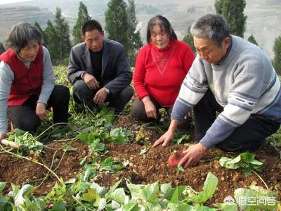 红薯切开一会就变黑是咋回事，红薯为什么削皮了会发现变了颜色