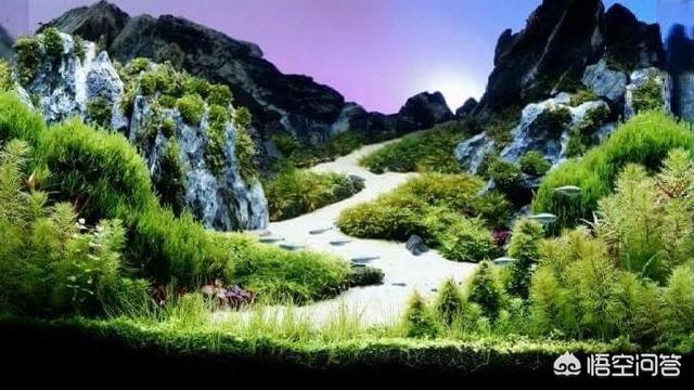 红绿灯鱼群居吗:我在广东，养孔雀鱼和红绿灯冬天不加温可以吗？
