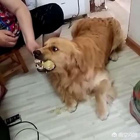 狗狗护食物:在训犬问题中，狗狗护食是最让人头疼的，铲屎官又该如何纠正呢？