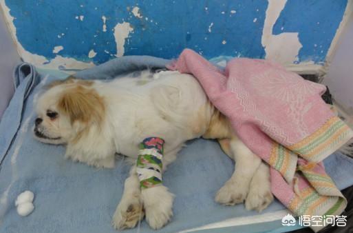 狗狗能吃蜂蜜吗 为什么 头条问答