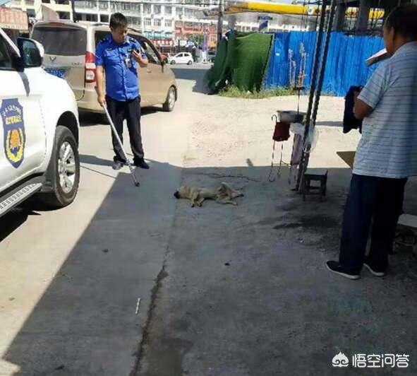 疯狗咬人后人学狗叫:为什么河南固始疯狗咬人伤者升至15人？