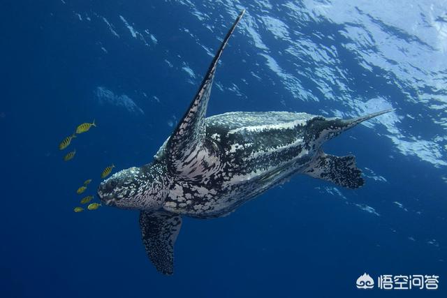 有趣的科普小知识,有没有一些关于海洋动物有趣的科普？