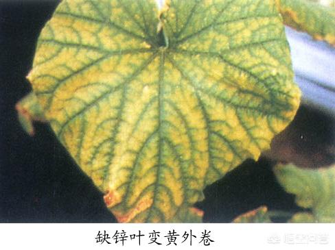 八爪金盘叶子干枯掉:黄爪叶子发黄是什么原因怎么办？