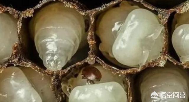 人感染了猫疥螨怎么办:上万只螨虫天天在脸上打洞，该如何去除？
