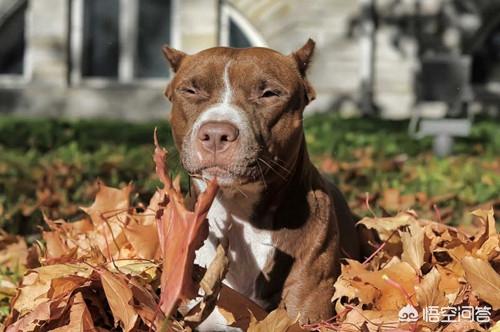 美国正宗比特犬图片:美国巨型比特犬图片 比特犬缺钙会瘸吗，比特犬瘸了一个星期没好怎么办？